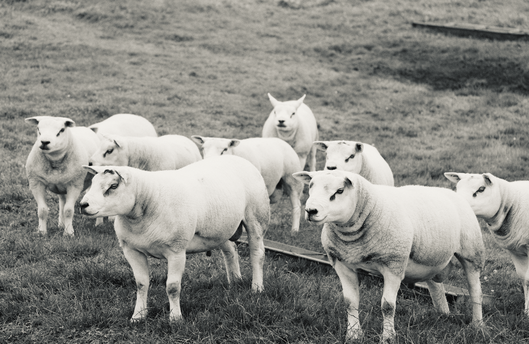 Dog-sheep