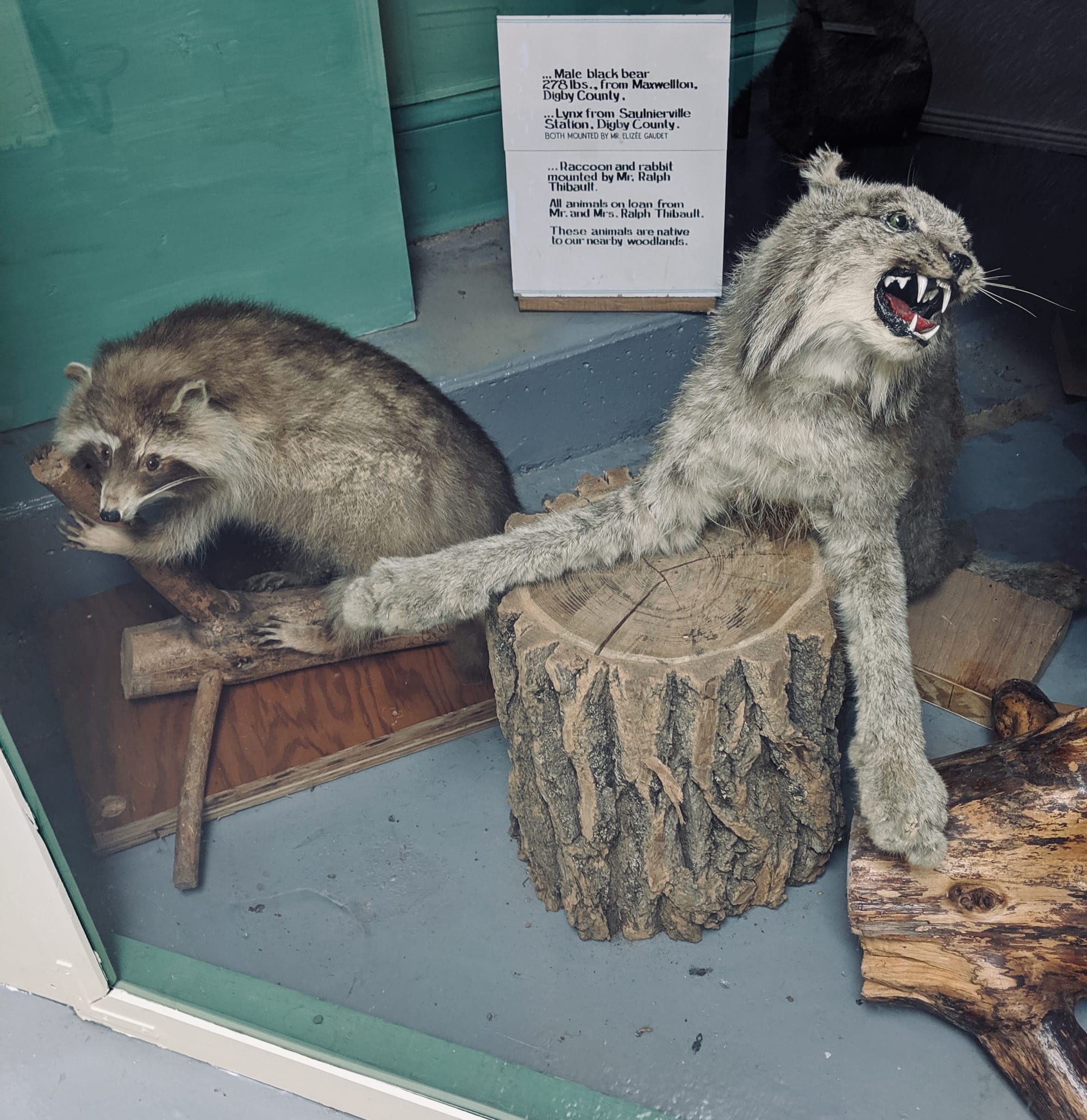 Lynx and racoon, Yarmouth County Museum