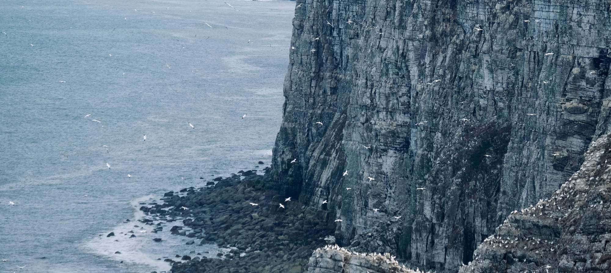 gannet guano and the sky thick with birds... Gannets at Bempton Cliffs, Flamborough Head, Yorkshire