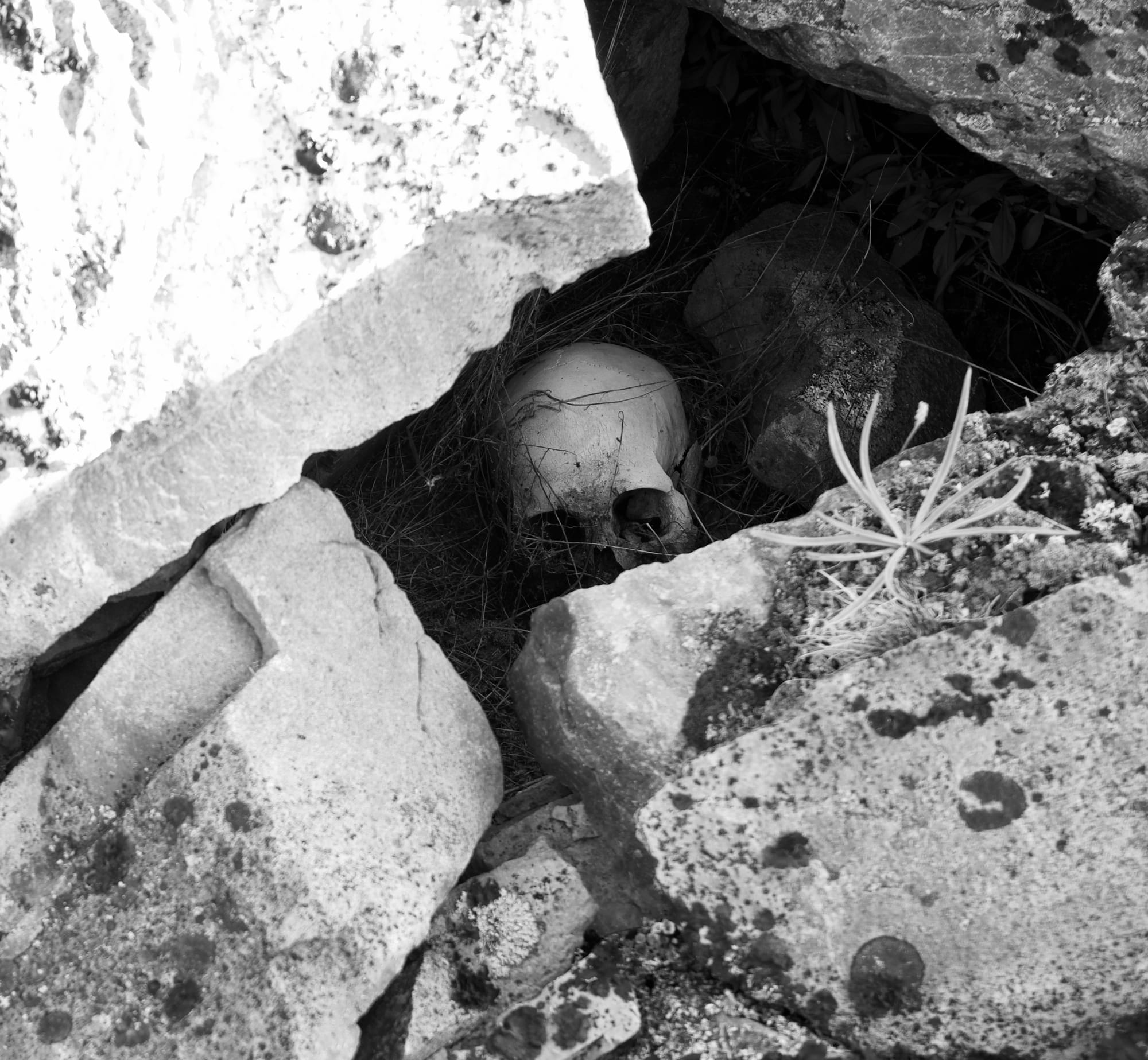 Skull, Igaliku