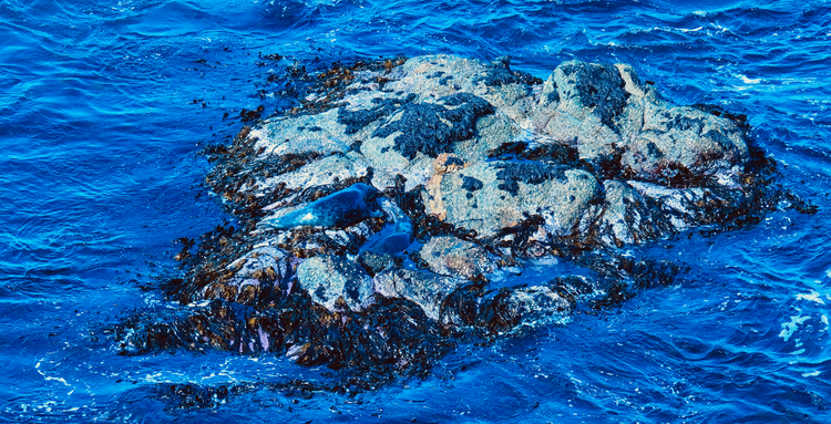 Seals, Muckle Flugga, Shetland