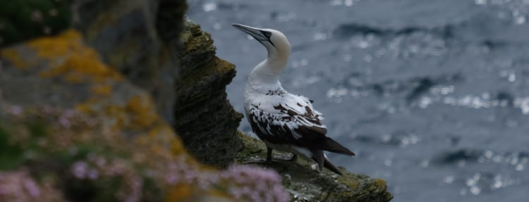 Juvenile gannet, Westray, Orkney
