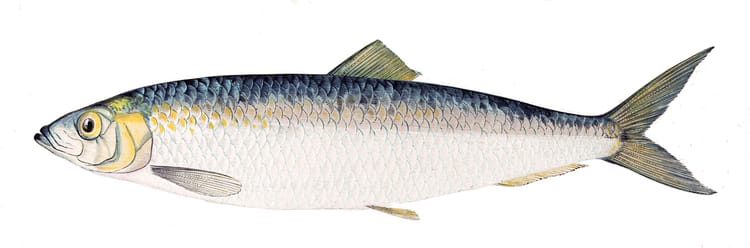 Atlantic herring, Gervais et Boulart, 1877