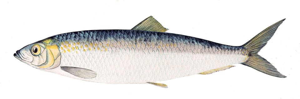 Atlantic herring, Gervais et Boulart, 1877
